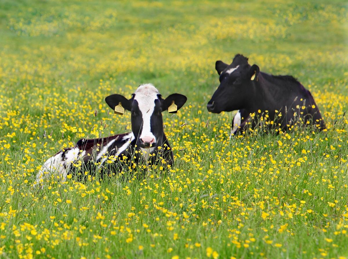 A pair of Friesian cows chew the cud as they bask in the a sea of buttercups in a field near High Bentham.
