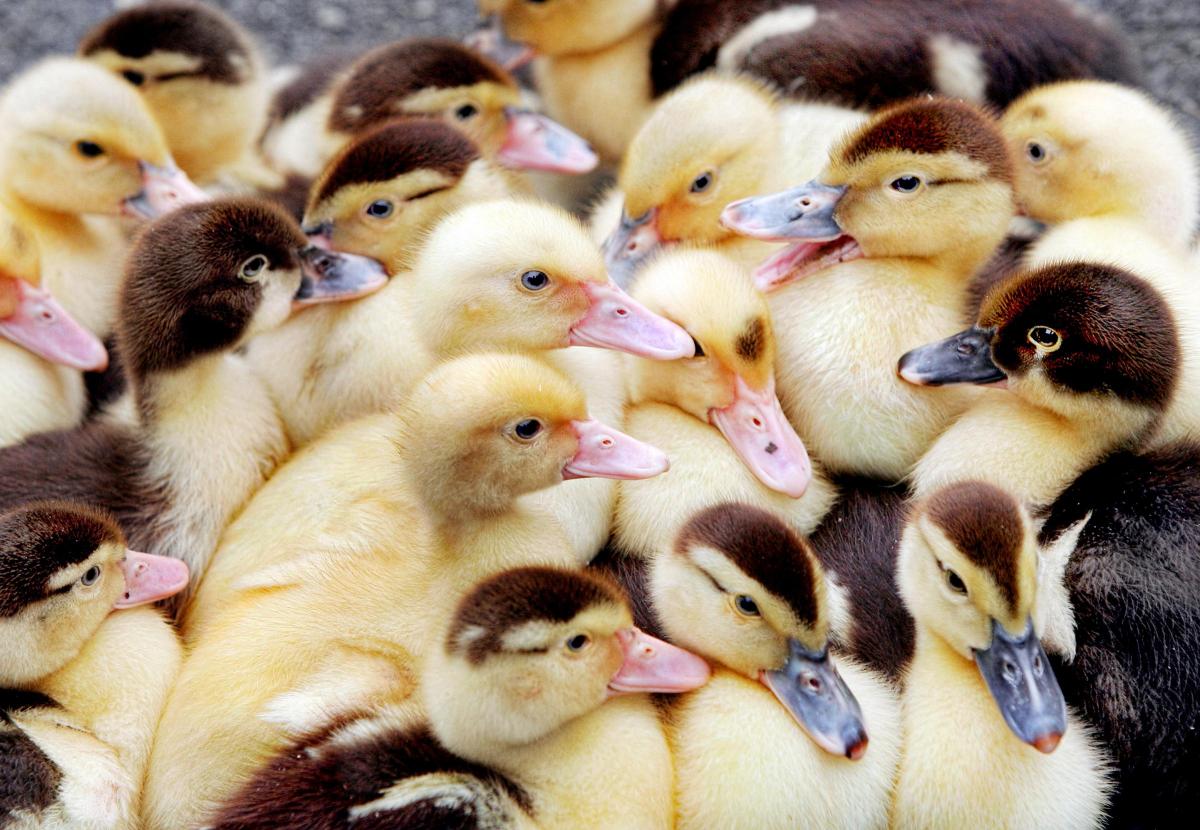 Ducklings huddle together on the bank of the Leeds and Liverpool Canal at Salterforth