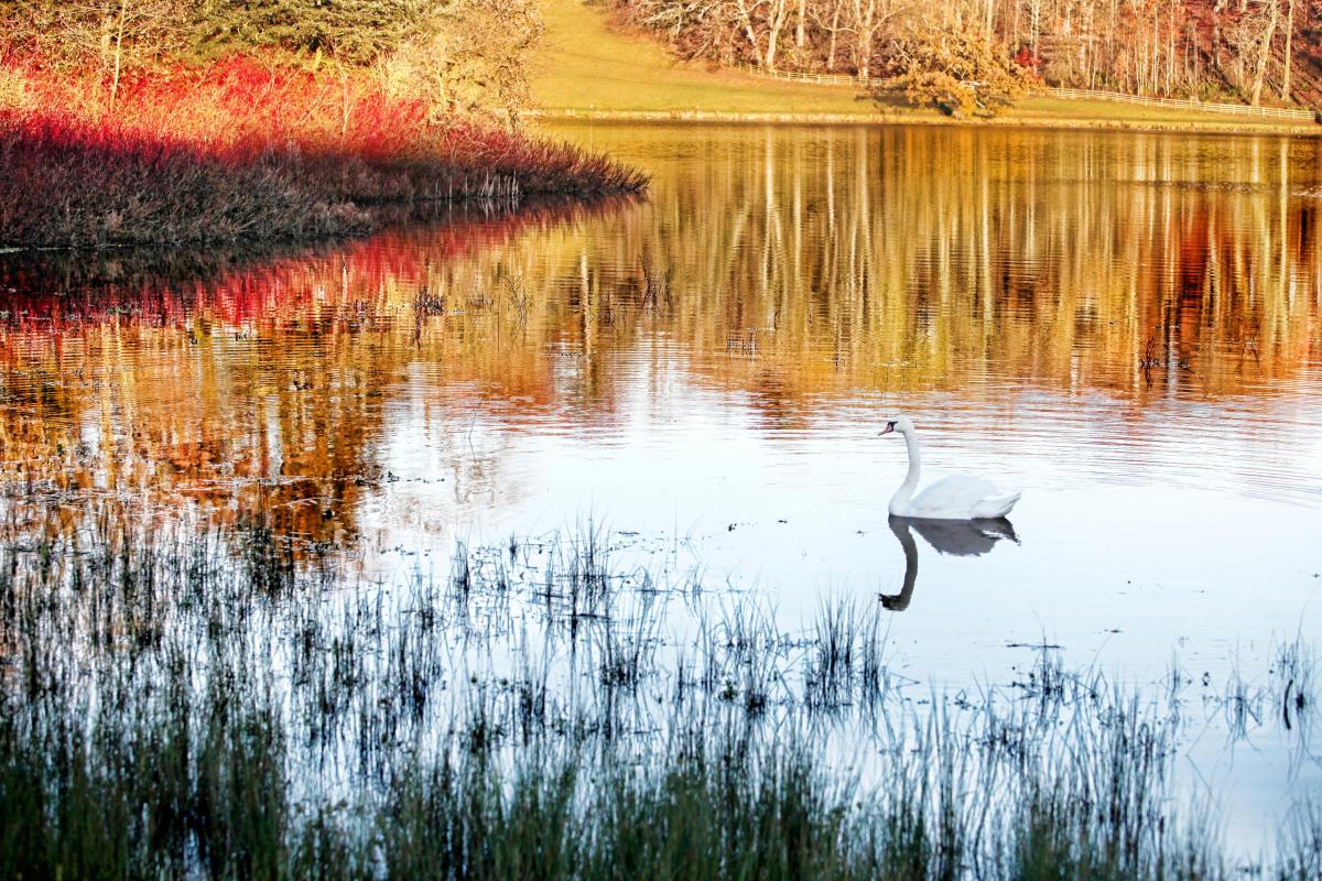 A lone swan glides through the perfectly still icy waters of Coniston Lake, with the autumnal colours of foliage refecting around