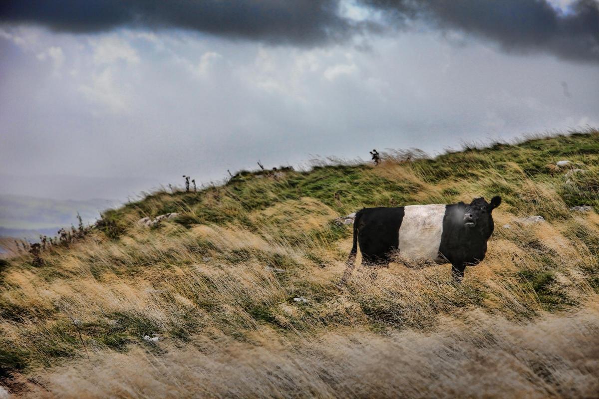 High on the moorland of Malhamdale, a Belted Galloway with its cloud of breath showing stands out against the wild grasses and the valley below
