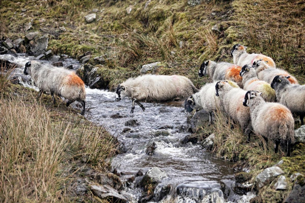 A Dalesbred Cross sheep, not wanting to feel the icy cold waters, jumps a babbling beck at Oughtershaw, near Buckden