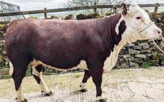 The Boothmans’ 1,550gns top price Halton 1 Isabel at CCM Skipton’s Craven Native Day sale.