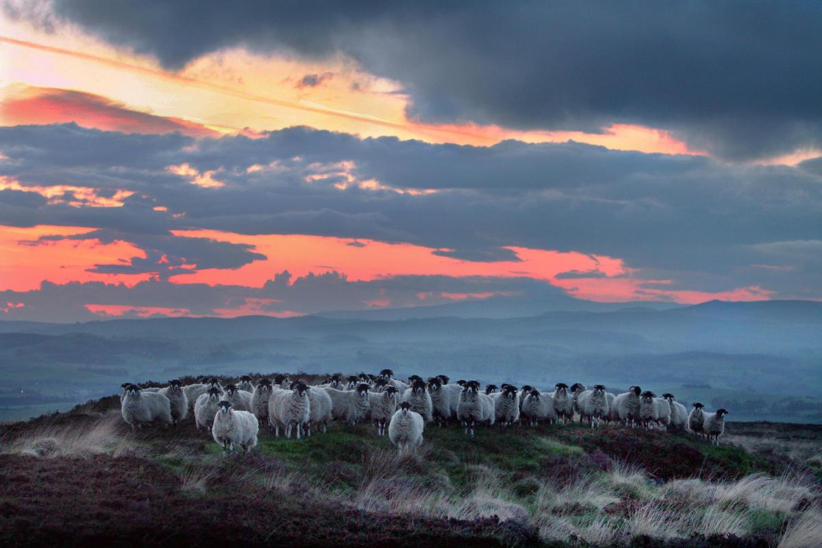 Sheep pose for the camera on Elslack moor, nr Skipton