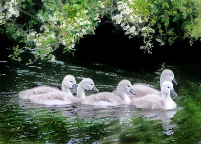 These cygnets are starting to look a little more like swans as the year goes by. They were photographed on the River Aire, at Skipton, by Craven Herald cameraman Stephen Garnett.